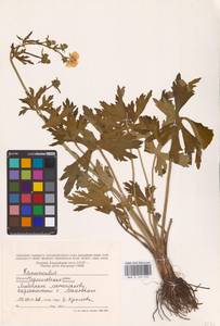 Лютик, Восточная Европа, Северо-Украинский район (E11) (Украина)