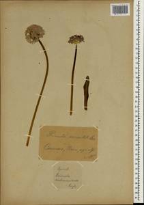 Primula denticulata Sm., Зарубежная Азия (ASIA) (Иран)