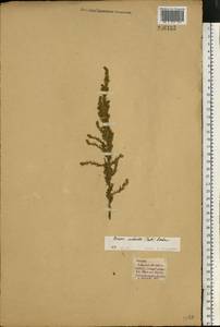 Sedobassia sedoides (Pall.) Freitag & G. Kadereit, Восточная Европа, Южно-Украинский район (E12) (Украина)