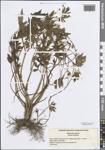 Лютик ползучий L., Восточная Европа, Средневолжский район (E8) (Россия)