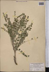 Sophora mollis subsp. griffithii (Stocks)Ali, Средняя Азия и Казахстан, Западный Тянь-Шань и Каратау (M3) (Киргизия)
