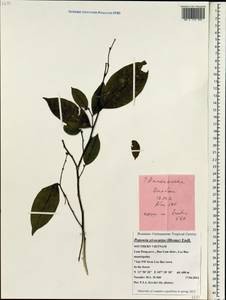 Popowia pisocarpa (Blume) Endl., Зарубежная Азия (ASIA) (Вьетнам)