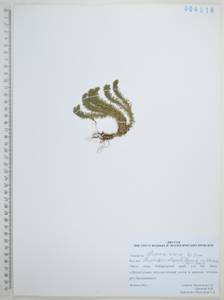 Баранец обыкновенный (L.) Bernh., Сибирь, Дальний Восток (S6) (Россия)