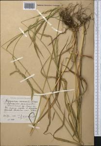 Пырейник собачий (L.) L., Средняя Азия и Казахстан, Западный Тянь-Шань и Каратау (M3) (Узбекистан)