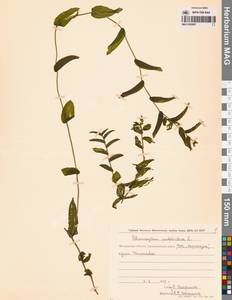 Рдест пронзеннолистный, Рдест стеблеобъемлющий L., Сибирь, Чукотка и Камчатка (S7) (Россия)