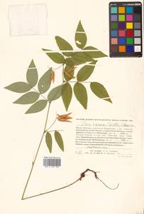 Горошек разветвленный (Maxim.) Ohwi, Сибирь, Дальний Восток (S6) (Россия)