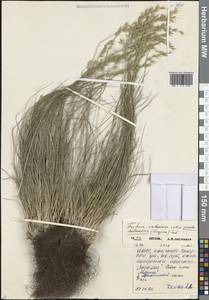 Овсяница ложнодалматская Krajina, Кавказ, Северная Осетия, Ингушетия и Чечня (K1c) (Россия)