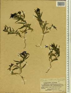 Марена татарская (Trevis.) F.Schmidt, Восточная Европа, Нижневолжский район (E9) (Россия)