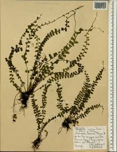 Adiantum alarconianum Gaudich., Африка (AFR) (Эфиопия)