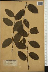 Граб обыкновенный, Граб кавказский L., Западная Европа (EUR) (Франция)