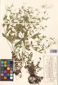 Незабудка редкоцветковая J.C.Mikan ex Pohl, Восточная Европа, Московская область и Москва (E4a) (Россия)