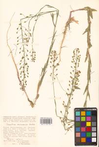 Рыжик мелкоплодный Andrz. ex DC., Восточная Европа, Нижневолжский район (E9) (Россия)