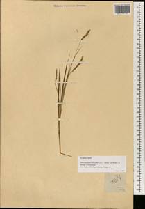 Heteropogon contortus (L.) P.Beauv. ex Roem. & Schult., Зарубежная Азия (ASIA) (Филиппины)