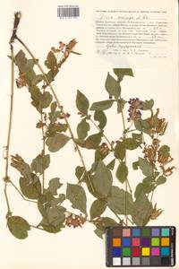 Горошек однопарный A.Braun, Сибирь, Дальний Восток (S6) (Россия)