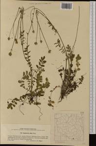 Poterium sanguisorba subsp. sanguisorba, Западная Европа (EUR) (Польша)
