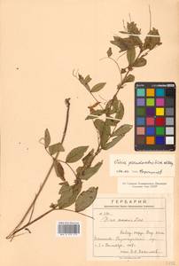 Горошек лжесочевниковый Fisch. & C.A.Mey., Сибирь, Дальний Восток (S6) (Россия)