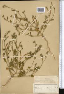 Гелиотроп эллиптический Ledeb., Средняя Азия и Казахстан, Муюнкумы, Прибалхашье и Бетпак-Дала (M9) (Казахстан)