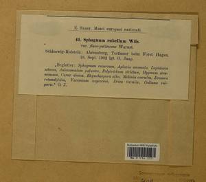 Sphagnum rubellum Wilson, Гербарий мохообразных, Мхи - Западная Европа (BEu) (Германия)