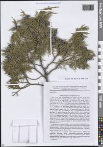 Можжевельник полушаровидный Regel, Средняя Азия и Казахстан, Памир и Памиро-Алай (M2) (Таджикистан)
