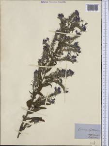 Echium lusitanicum L., Западная Европа (EUR) (Италия)