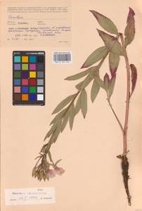 Oenothera ×rubricaulis Kleb., Восточная Европа, Центральный лесостепной район (E6) (Россия)