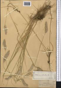 Перловник реснитчатый L., Средняя Азия и Казахстан, Джунгарский Алатау и Тарбагатай (M5) (Казахстан)