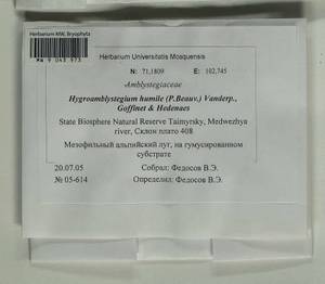 Hygroamblystegium humile (P. Beauv.) Vanderp., Hedenäs & Goffinet, Гербарий мохообразных, Мхи - Красноярский край, Тыва и Хакасия (B17) (Россия)