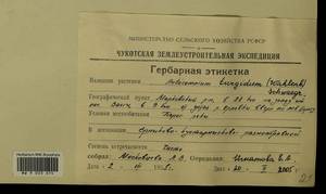 Aulacomnium turgidum (Wahlenb.) Schwägr., Гербарий мохообразных, Мхи - Чукотка и Камчатка (B21) (Россия)