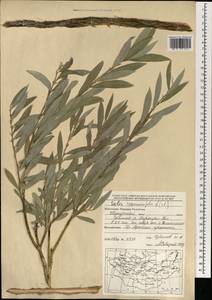 Ива розмаринолистная L., Монголия (MONG) (Монголия)