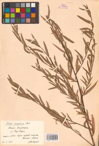 Ива джунгарская Andersson, Средняя Азия и Казахстан, Сырдарьинские пустыни и Кызылкумы (M7) (Казахстан)