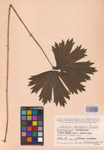 Aconitum lycoctonum subsp. lasiostomum (Rchb.) Warncke, Восточная Европа, Центральный район (E4) (Россия)