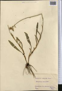 Pilosella echioides subsp. echioides, Средняя Азия и Казахстан, Северный и Центральный Казахстан (M10) (Казахстан)