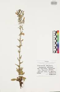 Колокольчик сибирский L., Восточная Европа, Центральный район (E4) (Россия)