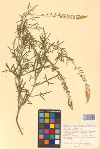 Резеда желтая L., Восточная Европа, Молдавия (E13a) (Молдавия)