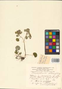 Селезеночник очереднолистный L., Восточная Европа, Западно-Украинский район (E13) (Украина)