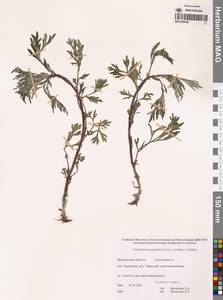 Полынь белолистная (Turcz. ex Besser) C.B.Clarke, Сибирь, Чукотка и Камчатка (S7) (Россия)