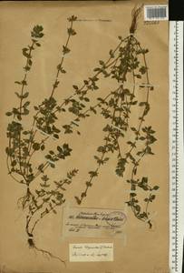 Пахучка полевая, Щебрушка полевая (L.) Kuntze, Восточная Европа, Северо-Западный район (E2) (Россия)