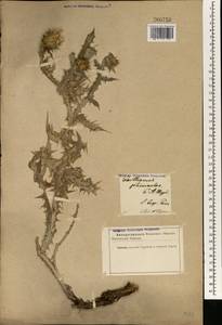 Cousinia pterocaulos (C. A. Mey.) Rech. fil., Зарубежная Азия (ASIA) (Иран)