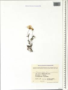 Papaver armeniacum subsp. armeniacum, Кавказ, Дагестан (K2) (Россия)