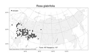 Rosa glabrifolia, Шиповник гололистный C. A. Mey. ex Rupr., Атлас флоры России (FLORUS) (Россия)