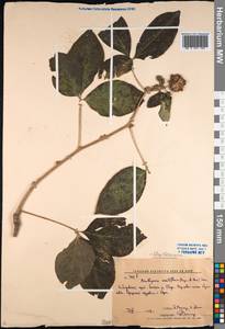 Элеутерококк сидячецветковый (Rupr. & Maxim.) S. Y. Hu, Сибирь, Дальний Восток (S6) (Россия)