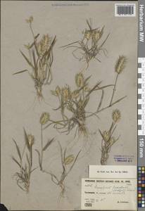 Мортук Бонапарта (Spreng.) Nevski, Средняя Азия и Казахстан, Каракумы (M6) (Туркмения)