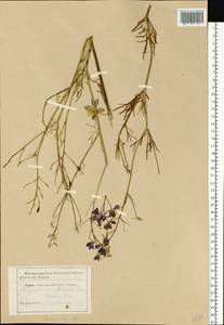 Delphinium consolida subsp. consolida, Восточная Европа, Центральный лесной район (E5) (Россия)