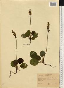 Грушанка малая L., Восточная Европа, Западно-Украинский район (E13) (Украина)