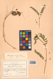 Астрагал приморский Boriss., Сибирь, Дальний Восток (S6) (Россия)