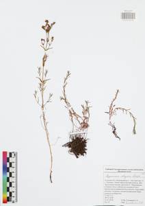 Зверобой изящный Steph. ex Willd., Восточная Европа, Центральный район (E4) (Россия)