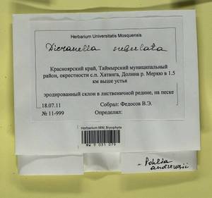 Dicranellopsis subulata (Hedw.) Bonfim Santos, Siebel & Fedosov, Гербарий мохообразных, Мхи - Красноярский край, Тыва и Хакасия (B17) (Россия)