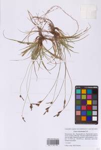 Осока верещатниковая Pollich, Восточная Европа, Московская область и Москва (E4a) (Россия)