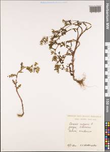 Крестовник обыкновенный L., Кавказ, Грузия (K4) (Грузия)