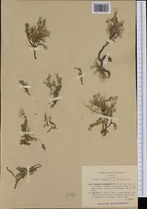Paronychia kapela subsp. serpyllifolia (Chaix) Graebner, Западная Европа (EUR) (Италия)